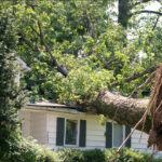 What to do if a tree falls on